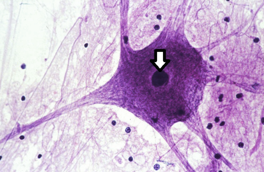 <p>identify the structure</p>