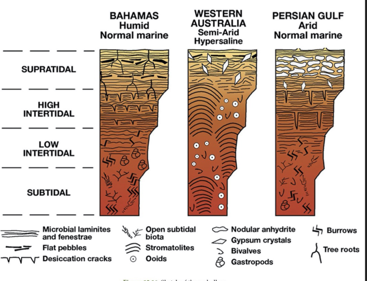 <ol><li><p>Humid; normal marine salinity (Bahamas)</p></li><li><p>Semi-arid; hypersaline (western Australia)</p></li><li><p>Arid; normal marine salinity (Persian Gulf)</p></li></ol>