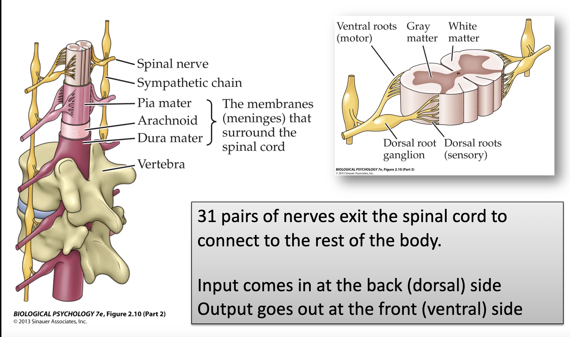 <p>connected to the spinal cord</p><ul><li><p>31 pairs</p></li><li><p>input comes in the dorsal side</p></li><li><p>output goes out ventral side</p></li></ul>