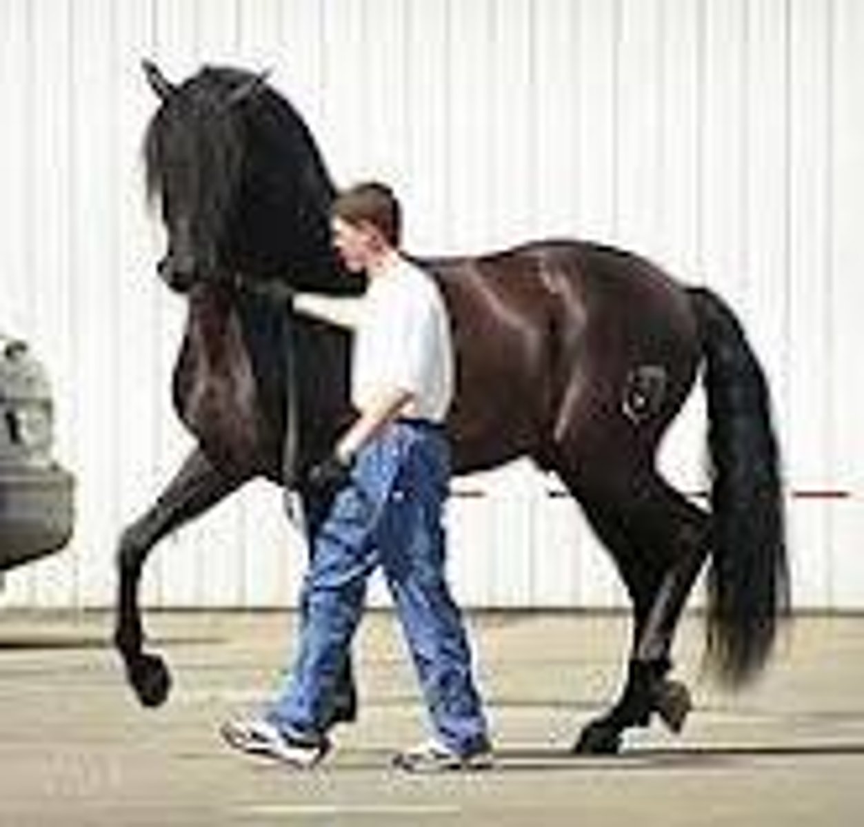 <p>aka "Pure Spanish Horse"</p>