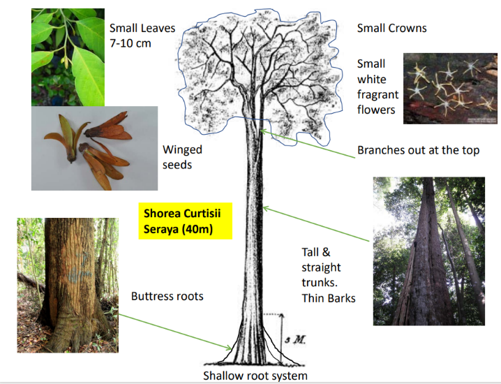 <p>Small leaves (7 cm- 10 cm)</p><p>Winged seeds</p><p>40m in height</p><p>Buttress roots</p><p>Shallow root system</p><p>Tall and straight trunks</p><p>Thin barks</p><p>Branches out at the top, Small white fragrant flowers</p><p>Small crowns</p>