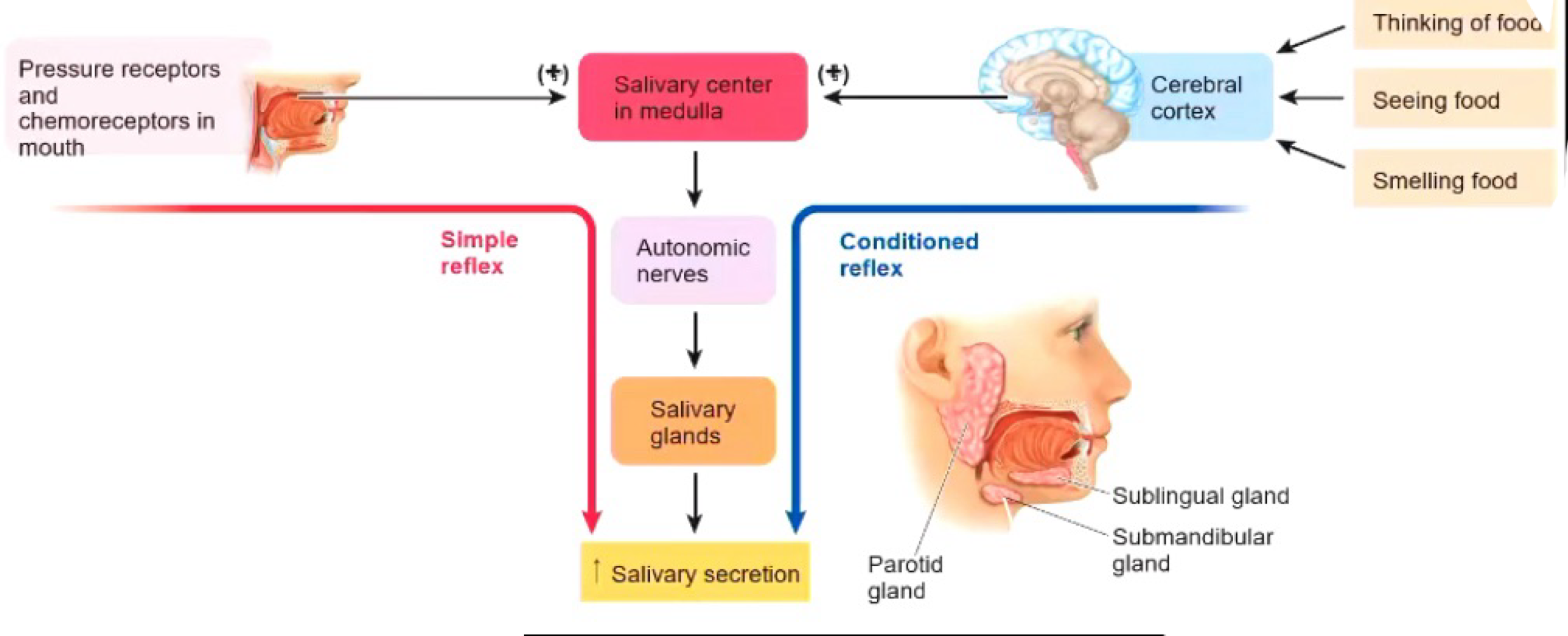 <ol><li><p>Teeth: mastication (smaller pieces) → increases surface area </p></li><li><p>Salivary Glands: secrete saliva → salivary amirayse, antibacterial and mucus. </p></li></ol><p></p>