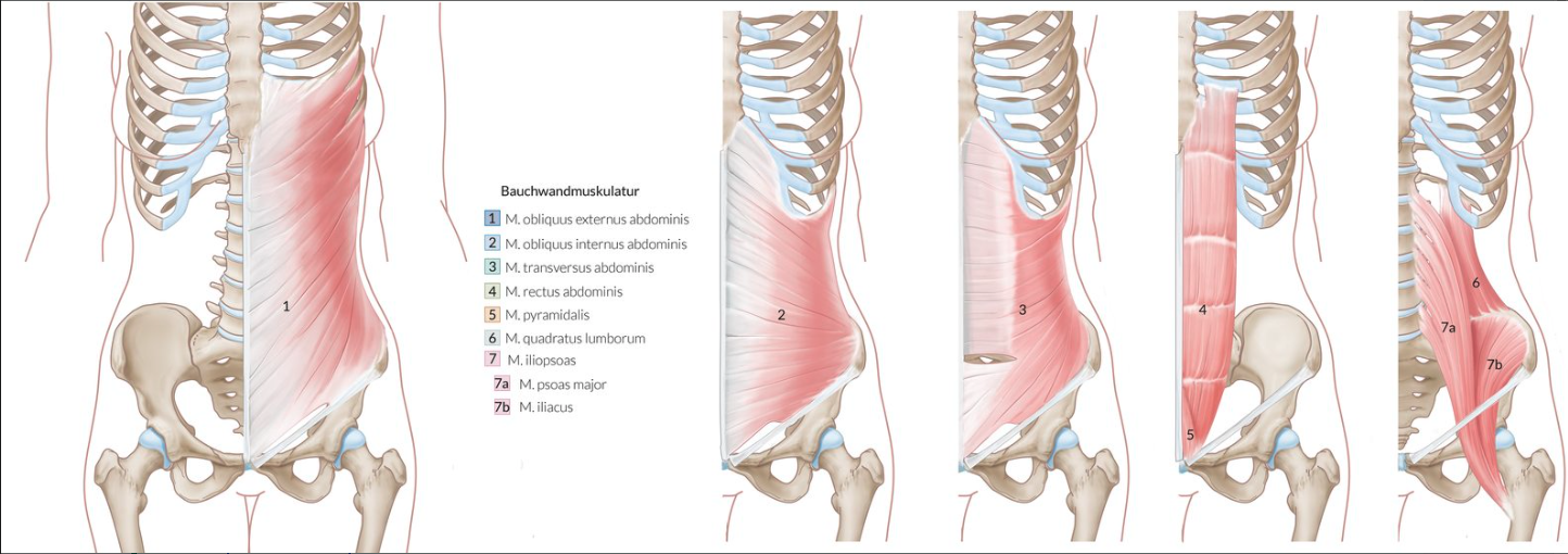<p>B. Internal oblique abdominal muscle (M. obliquus internus abdominis)</p>