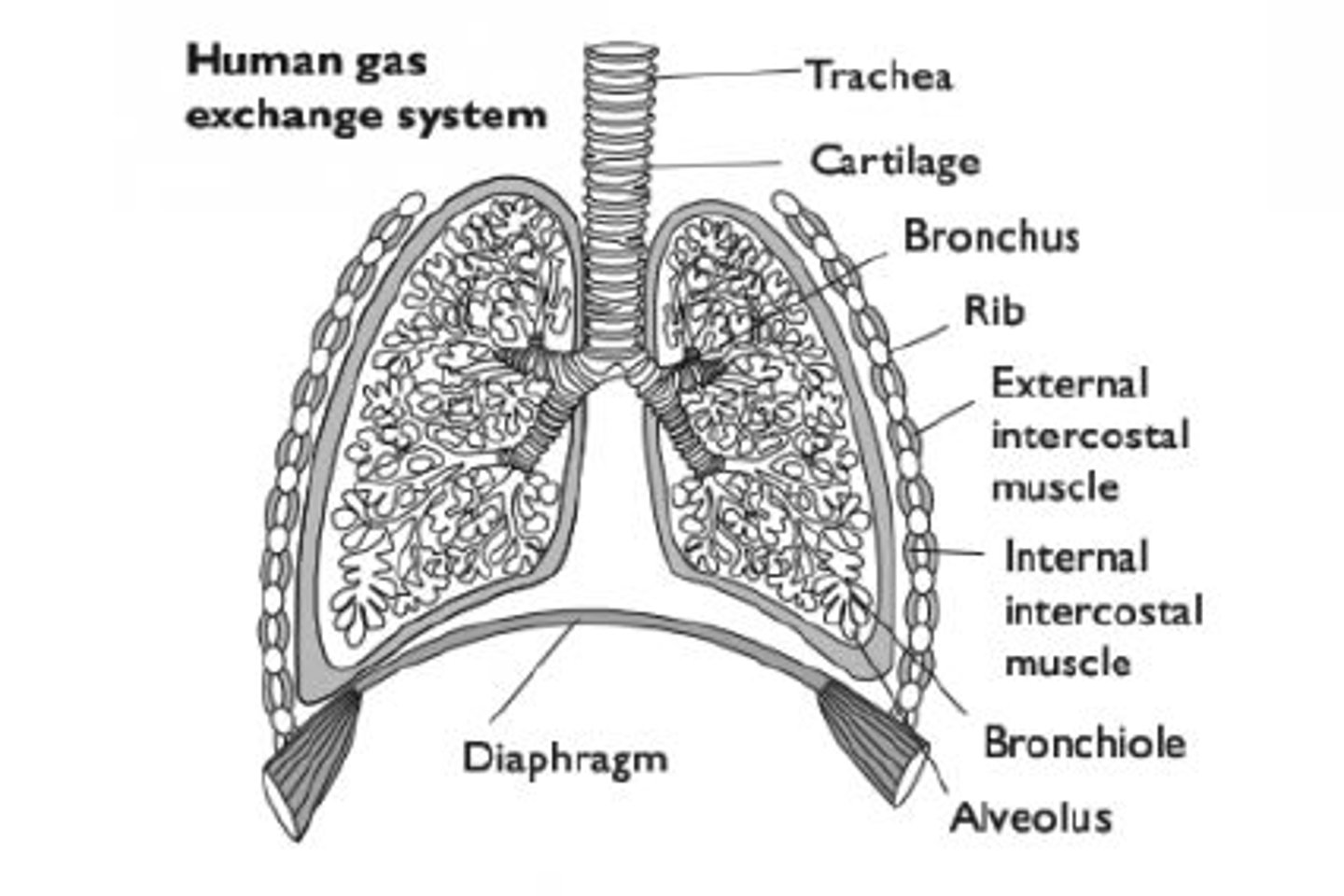 <p>I.e. the lungs</p><p>- Consist of a trachea which is supported by incomplete rings of cartilage</p><p>- Trachea divides into two bronchi that repeatedly divide into smaller tubes, the bronchioles</p><p>- Alveoli (air sacs) are present at the end of the bronchioles</p>