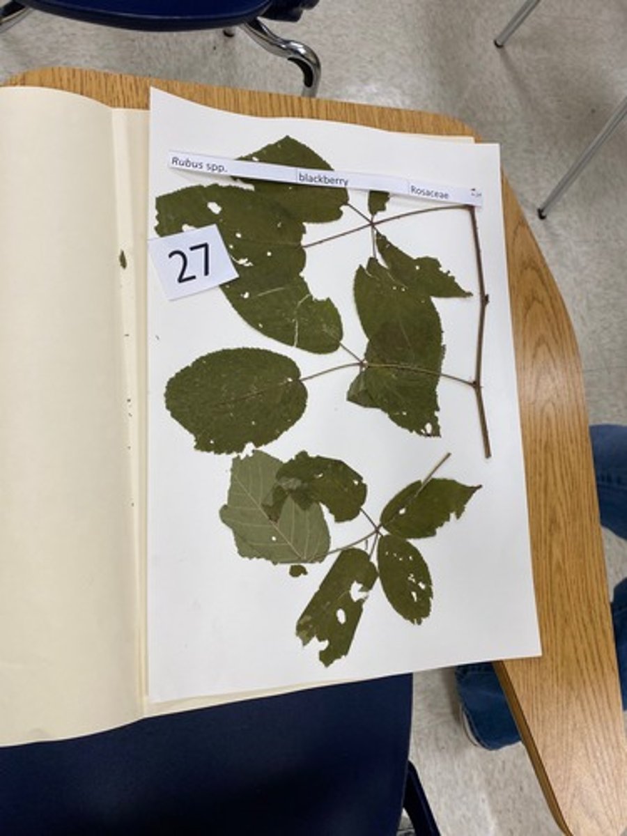 <p>Rubus spp. (Rosaceae)</p>