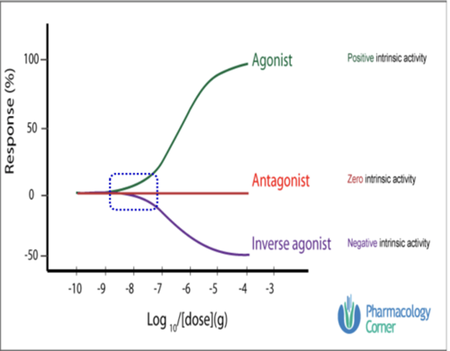 <p>antagonists</p>