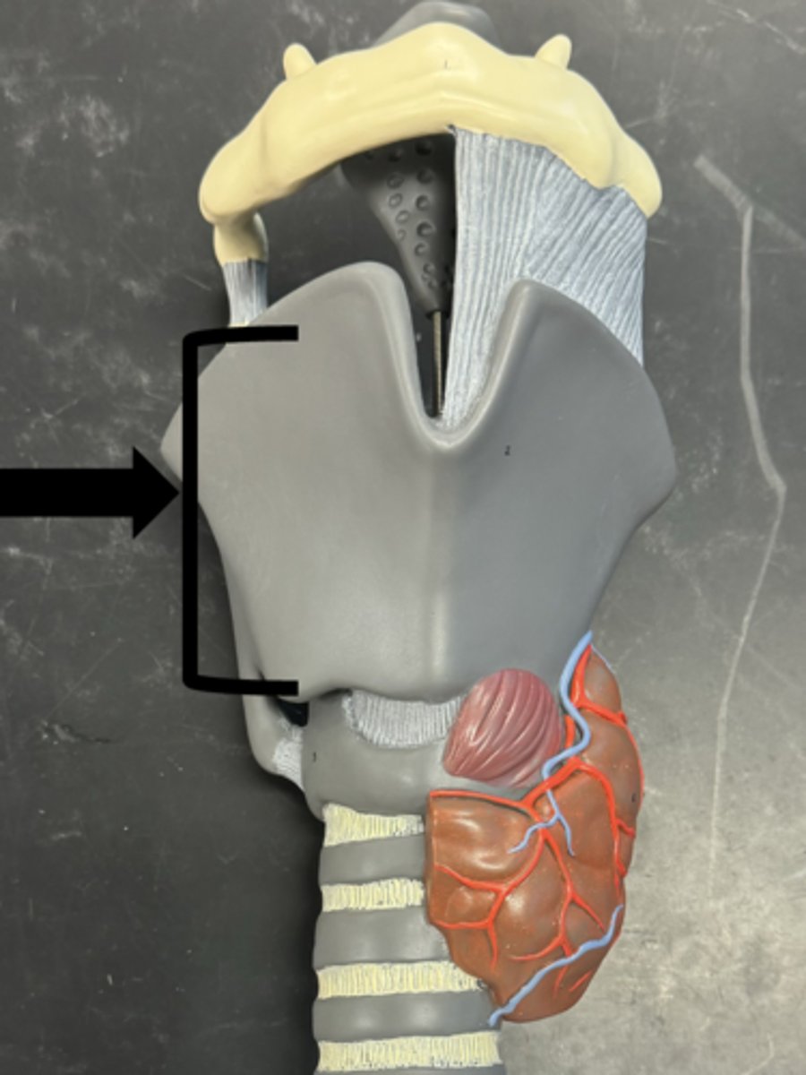 <p>name the cartilage</p>