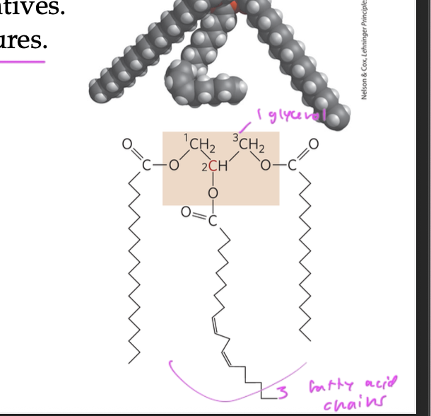 <p>carboxylic acid</p><ul><li><p>often esterified to glycerol (to form triglycerides) or other backbone structures</p></li><li><p>fatty acids like to bind to something</p></li></ul><p></p>