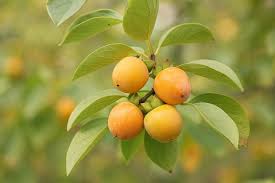 <p>what is the scientific name of Persimmon</p>