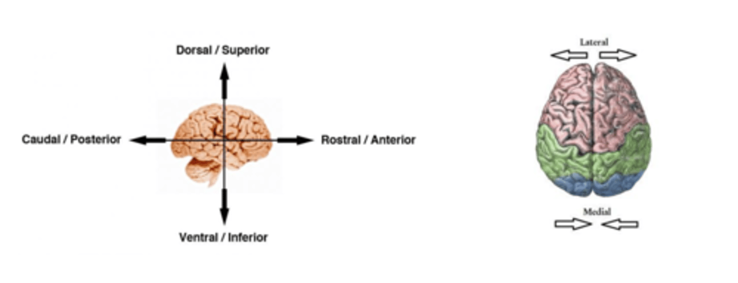 <p><strong>Dorsal/Superior</strong>: Top of the head</p><p><strong>Ventral/Inferior</strong>: Below the head</p><p><strong>Caudal/Posterior</strong>: Back of the head </p><p><strong>Rostral/Anterior</strong>: Front of the head</p><p></p><p><strong>Medial: </strong>Occurring close to the midline of the brain </p><p><strong>Lateral</strong>: Occurring towards the edges of the brain </p>