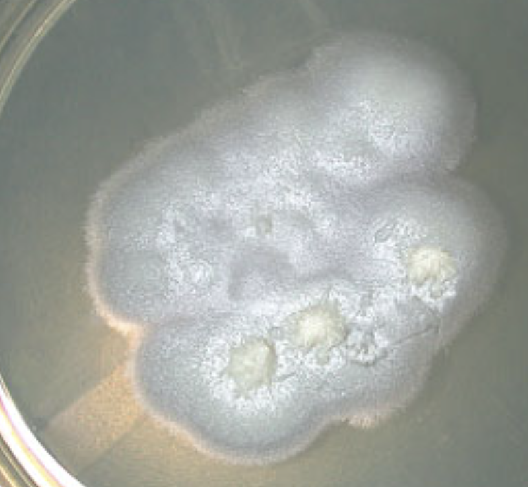 <p>What organism is this?</p>