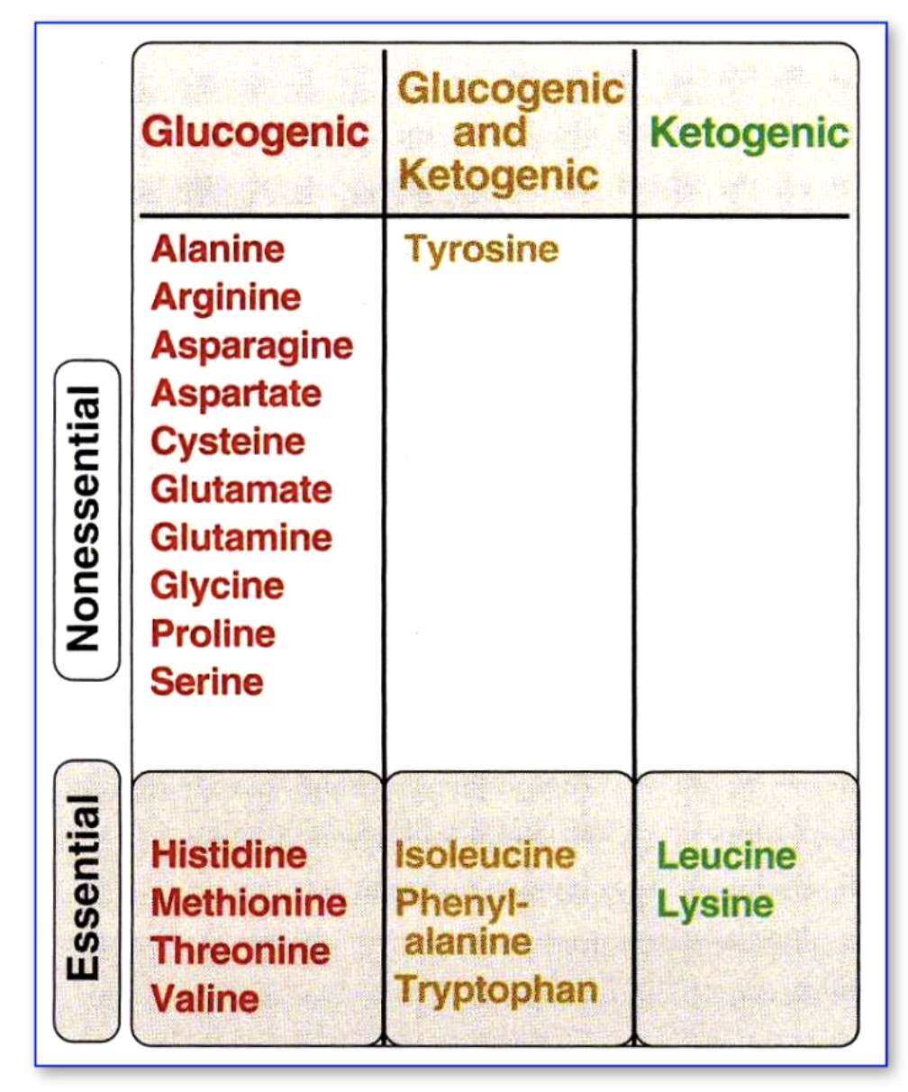 <p>After transamination, amino acids formed can be classified as:</p><ol><li><p><strong>Glucogenic:</strong> converted to glucose</p></li><li><p><strong>Ketogenic:</strong> converted to ketone bodies</p></li><li><p><strong>Both glucogenic and ketogenic: </strong>converted to either glucose or ketone bodies</p></li></ol><p></p>