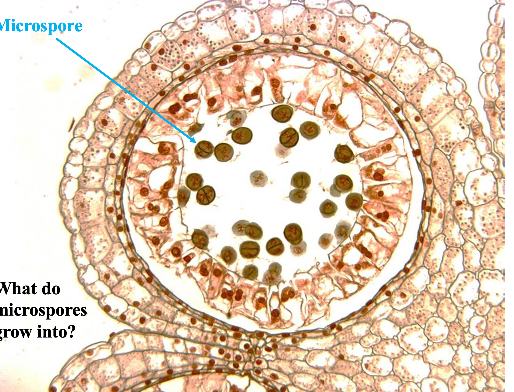 <p>Microspores, which grow into microgametophyte (pollen)</p>