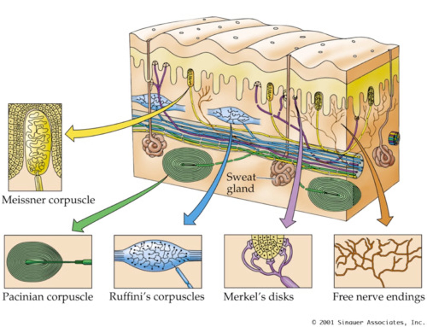 <p>touch receptor that detects stretch</p>
