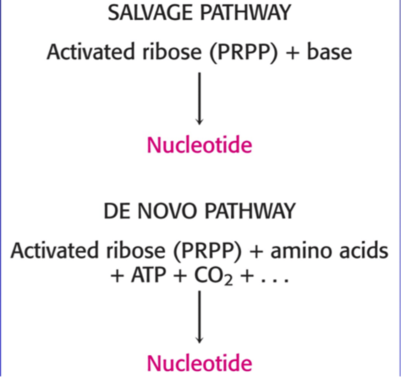 <p>biosynthesis from PRPP has one of these two pathways</p>
