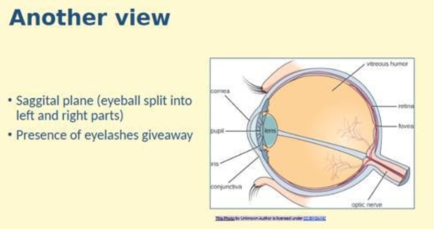 <p>Optic nerve, choroid, macular + fovea, vitreous humor, aqueous humor</p>