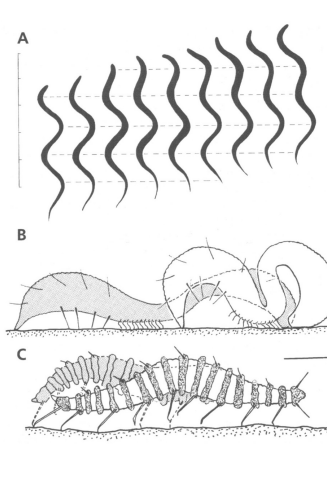 <p>A - Haemonchus concortus (zooparasit) - lezení na podkladu z agaru (leží na boku) </p><p>B - Metepsilonema sp. (Epsilonematidae, Chromadorida; mo řský druh; leze pí ďalkovit ě po tvrdém substrátu, st řídav ě se p řichytává p řídí a zádí; ventrální št ětiny brání p řevrácení na bok) </p><p>C - Desmoscolex sp. (Desmoscolecida; v ětšinou mo řské druhy, krá čí na 9 párech dorsálních št ětin na jejichž koncích ústí po jedné lepové žláze, t ělo dosp ělce pokryto slizovitými prstenci s p řichyceným detritem</p>
