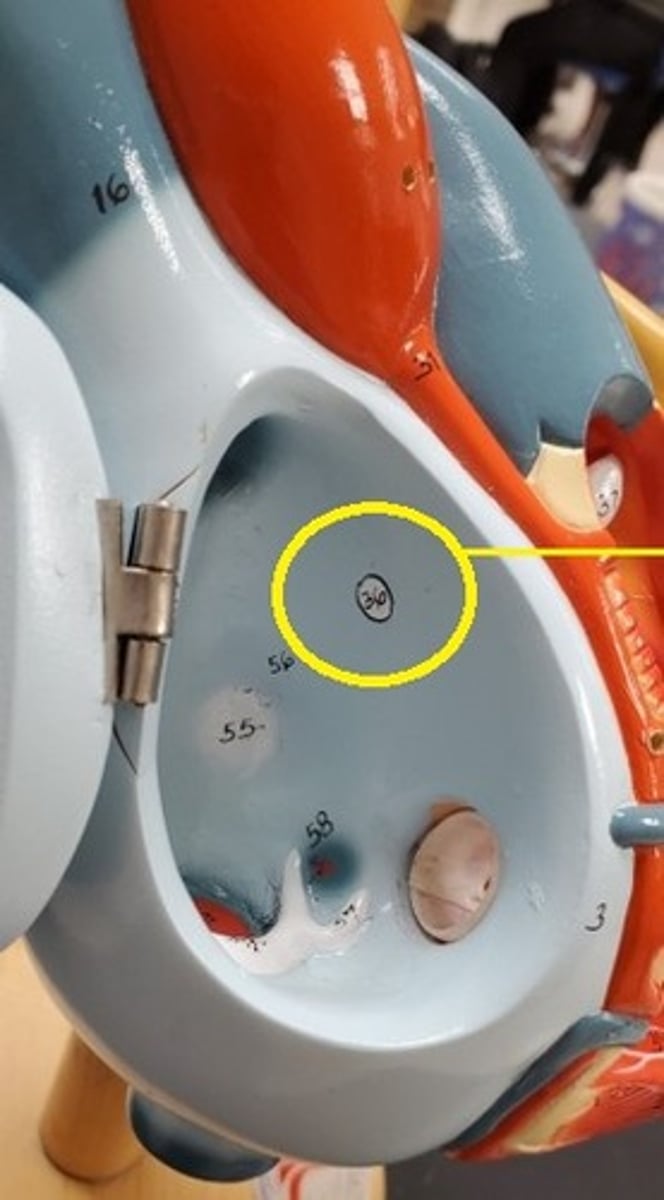<p>ID the Cardiac Conduction Structure (#36)</p>