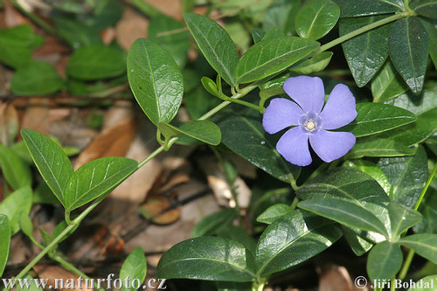 <p>Vinca minor</p>
