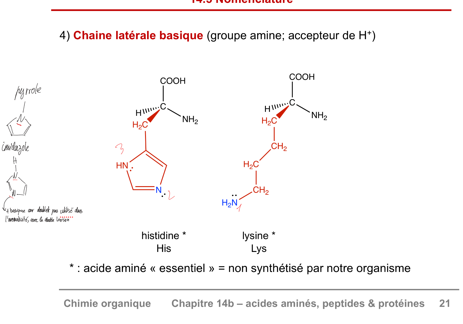 <p>histidine et lysine</p>