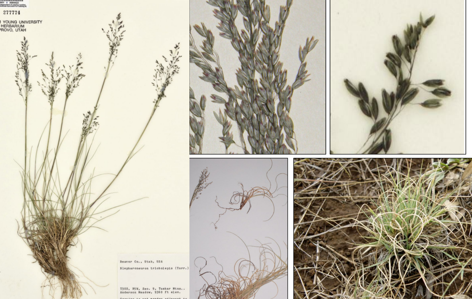 <p>Blue-green glumes, <strong>translucent </strong>&amp; rounded</p><p>curled basal leaves</p><p>no awns</p><p>Sometimes fuzz in floret</p>