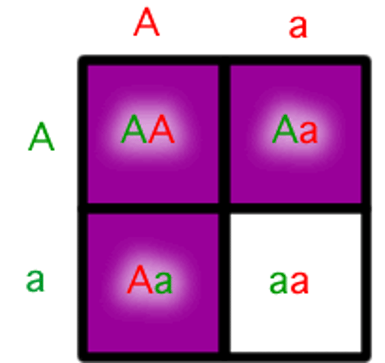 <p>The allele that is expressed in genes. Ex. A B C D E</p>
