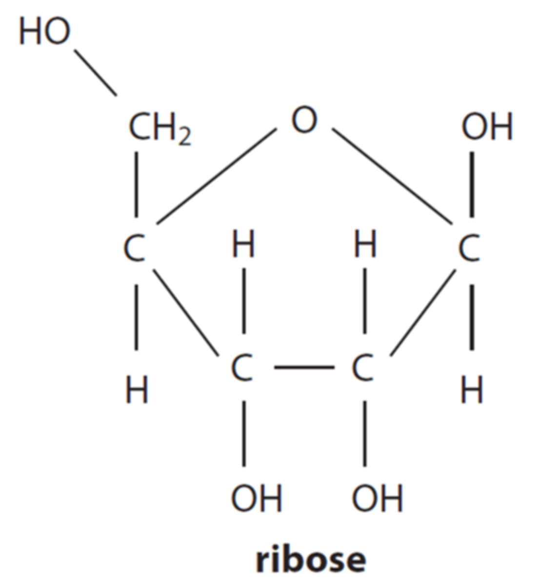 <p>pentose (5 carbons)</p>