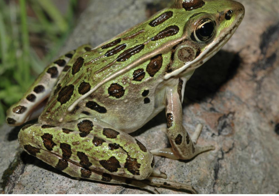 <p>amphibian?</p>