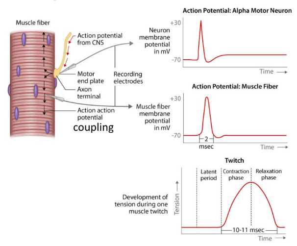 1 alpha motor neuron action potential → one myofiber action potential → one myofiber twitch