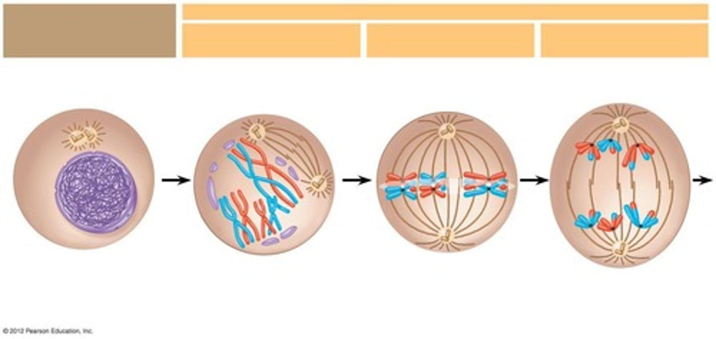 <p>Homologous chromosomes and alleles separate.</p>
