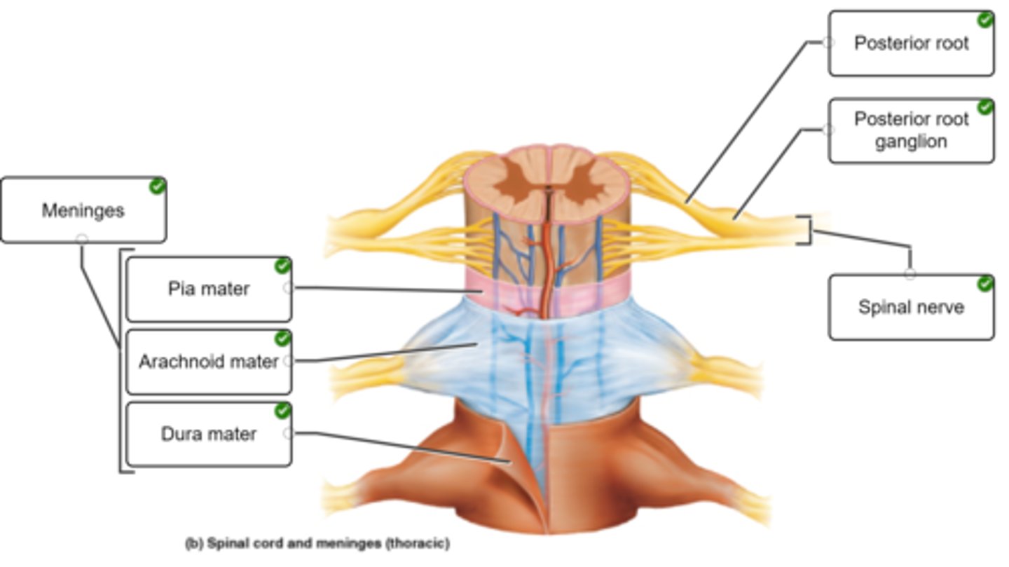 <p>dura , arachnoid, pia mater</p><p>-Epidural Space between dura &amp; periosteum of vertebra</p><p>-Dura mater single layer around </p><p>-Subarachnoid space filled w/CSF</p><p>-Pia mater has Denticulate ligaments suspend and anchor cord</p>
