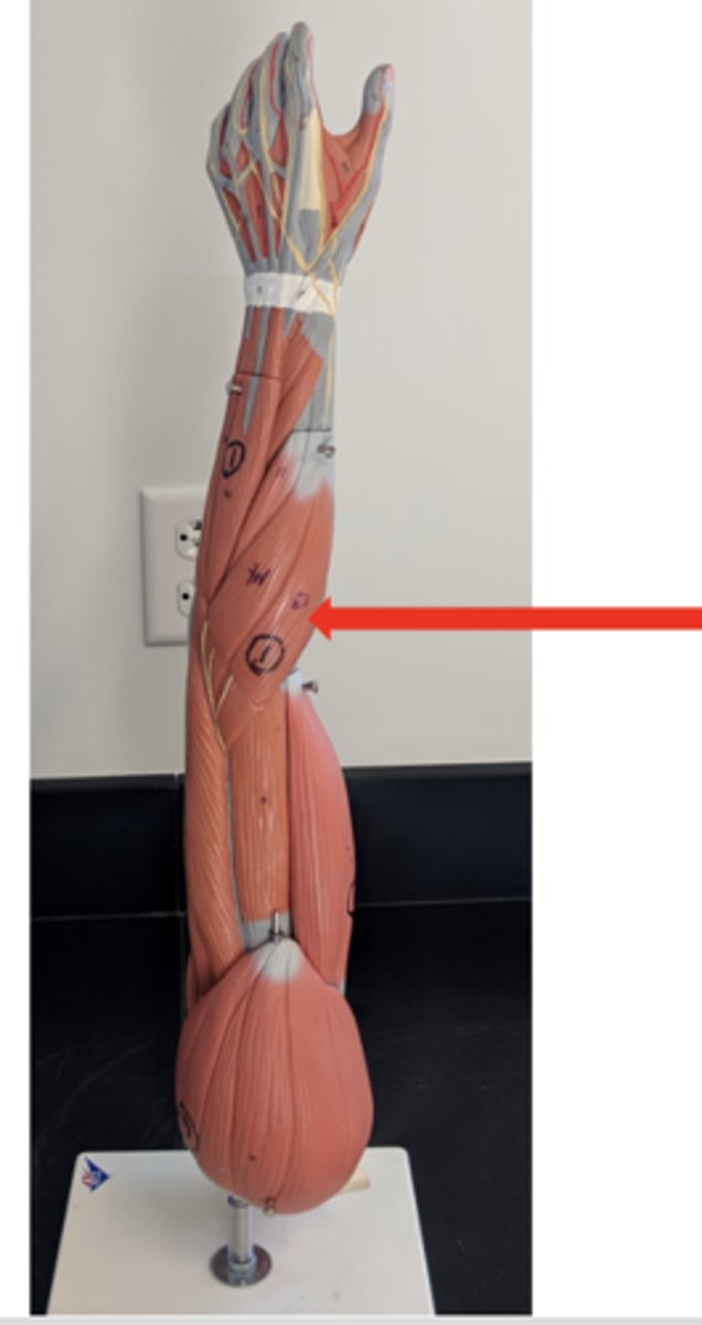 <p>what is this?</p>