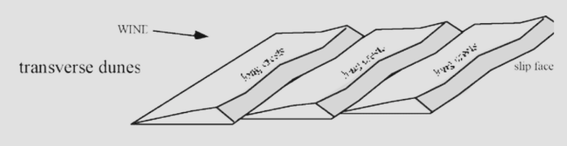 <p><span>Elongated, asymmetrical dune. Form at a right-angle to the wind</span></p>