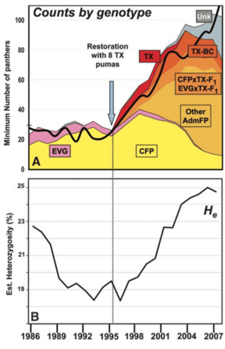 <p>The introduction of Texas panthers increased population numbers, doubled genetic heterozygosity, and reduced phenotypic signs of inbreeding.</p>