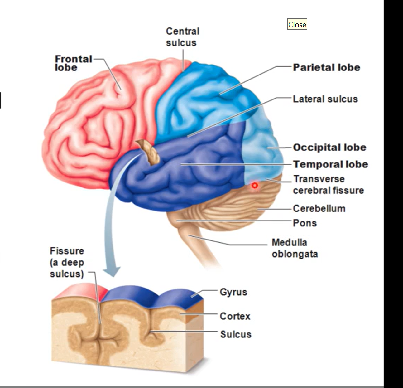 <ul><li><p>frontal (most anterior lobe), parietal, (dorsal to frontal lobe) occipital (posterior and inferior to parietal), and temporal lobes (on lateral side of cerebrum)</p></li><li><p>frontal and parietal lobes separated by central sulcus</p></li><li><p>temporal and parietal lobes separated by lateral sulcus </p></li></ul><p></p>