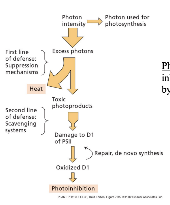 <p>inhibition of photosynthesis by excess light</p><p>D1 membrane protein in PSII is a primary target for photoinhibition</p><ul><li><p>D1 has a high turnover</p></li><li><p>susceptible to oxidative damage</p></li></ul><p></p>