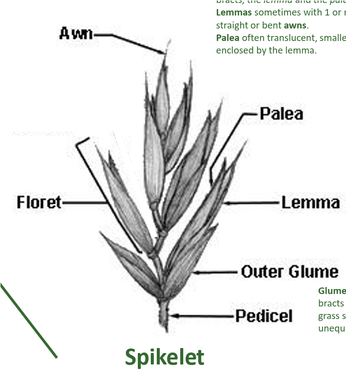 <p>Made of a glumes and florets (lemma &amp; palea)</p>
