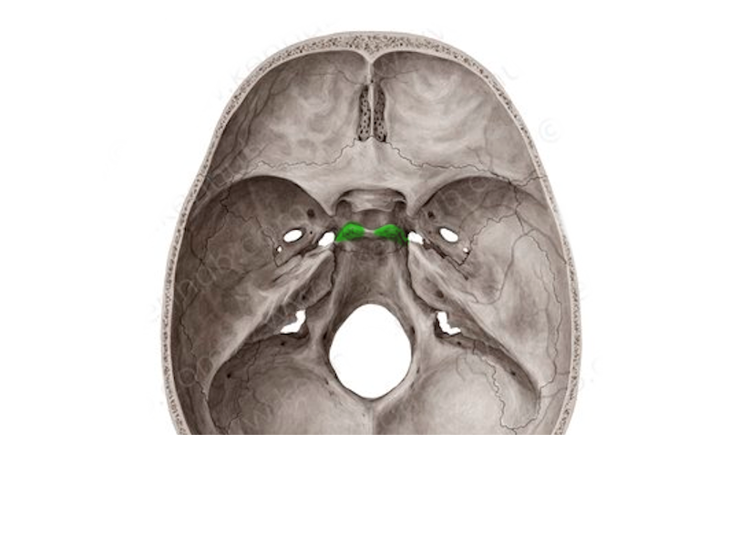 <p>hátulsó lejtős nyúlvány</p>