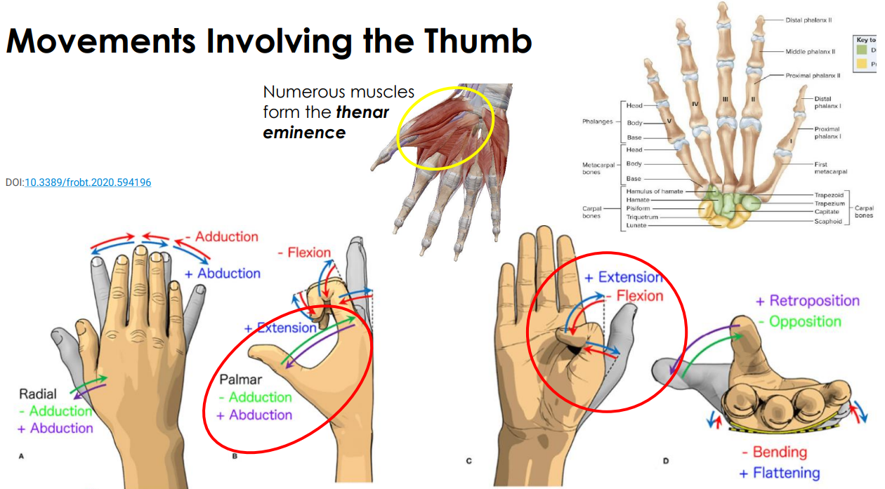 <p>- movement involving the thumb</p><p>- only need to know palmar adduction and abduction</p><p>- extension and flexion</p><p>ANIMATION ON SLIDE 29</p>