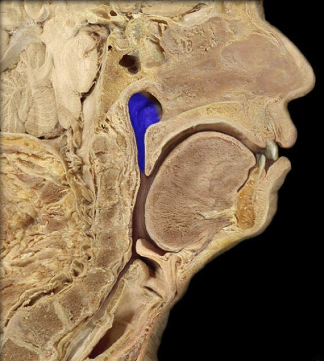 What structure is highlighted in blue?