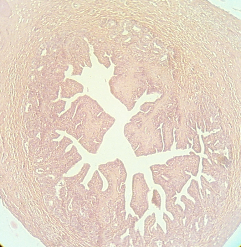 <p>What structure is being depicted in this cross section?</p>