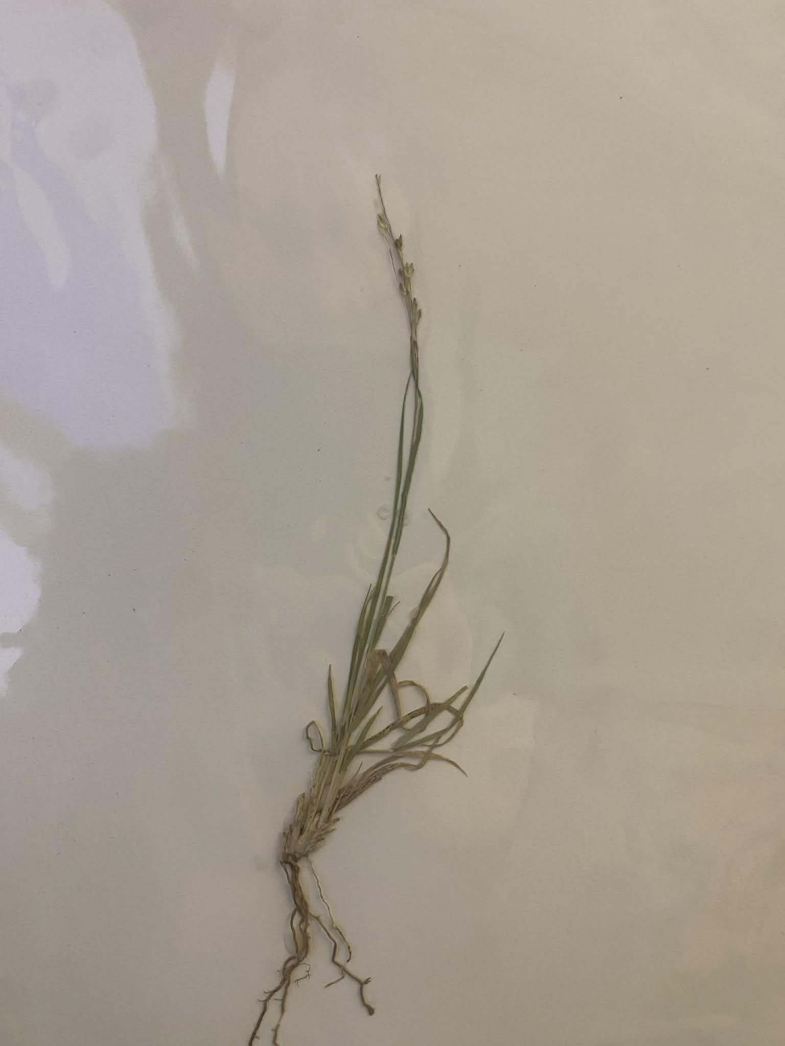 <p>Paniceae, P, N, Panicum hallii, Hall’s panic</p>