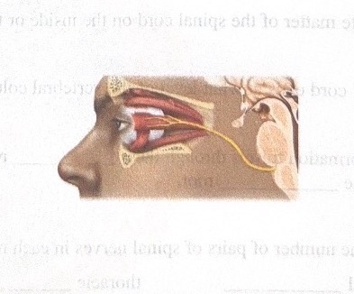 <p>Name this cranial nerve</p>