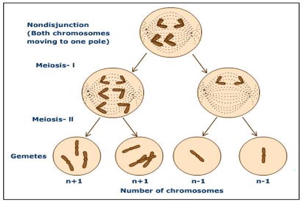 ANEUPLOIDY