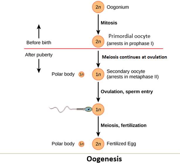 <p>It is the process of <strong>egg formation</strong> in females.</p>