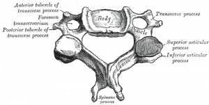 <p>biforcated process</p><p>transverse foramen in each transverse process</p>