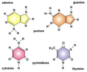 <ul><li><p><strong>Purines</strong>: Adenine (A) and Guanine (G)</p></li><li><p><strong>Pyrimidines</strong>: Thymine (T) and Cytosine (C)</p></li></ul><p></p>