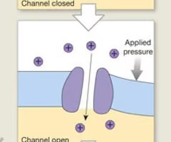 <p>mechanically gated channels</p>