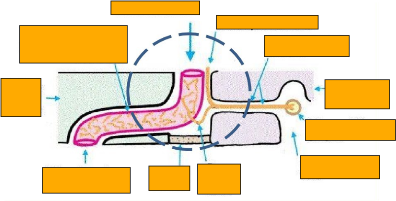 <p>Label this image, what does it show </p>