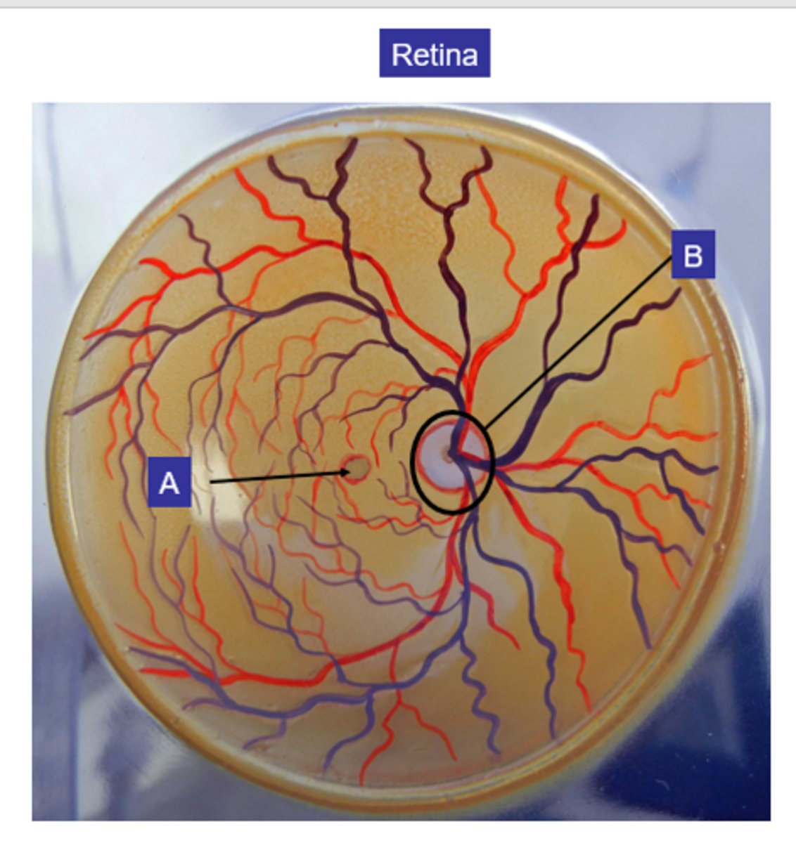 <p>What structure is the letter B?</p>
